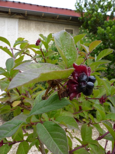 Lonicera involucrata fruits